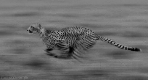 猎豹 奔跑 黑白 快速