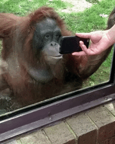 大猩猩 玩手机 木讷 可爱