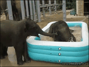 大象 洗浴 动物 搞怪