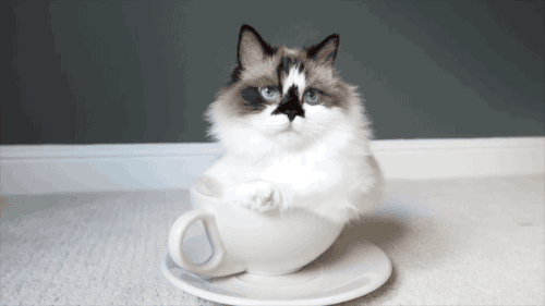 猫 茶杯 怨念 眼神