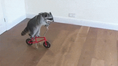 浣熊 raccoon 建国后动物不许成精 骑自行车 飘过