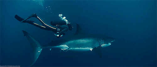 大白鲨 潜水员 跟随 拍摄 海洋 ocean nature