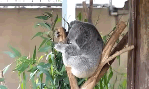 考拉 树杈 宝宝 萌化了 肉球 睡 动物  koala