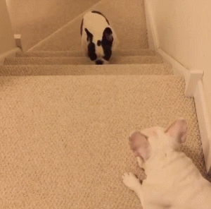 小狗狗 汪星人 搞笑 上楼梯 可爱