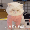 萌宠 猫星人 小宝贝 约吗 wink 呆萌 可爱