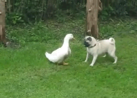 鸭子 攻击 狗狗 打架