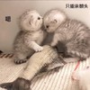 萌宠 猫星人 嗯 只能亲额头 呆萌 可爱