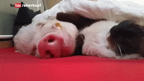 猪猪 猫咪 熟睡 有爱