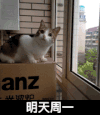 小猫 小可爱 萌萌哒 明天周一