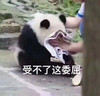 萌宠 熊猫 好难过 受不了这委屈 呆萌 可爱