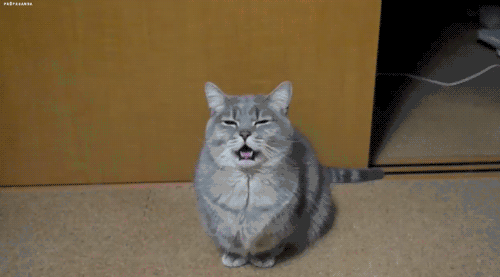 打哈欠 困 yawn 猫