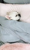 动物 萌宠 狗 赖床 可爱 搞笑