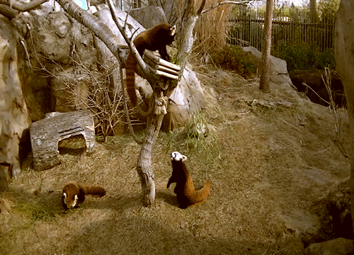 小熊猫 浣熊 爬树 可爱