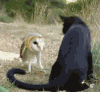 猫头鹰 打架 他妈的 欺负 不开心 汪星人 owl