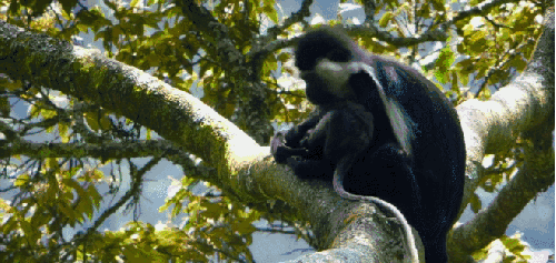 动物 尼罗河-终极之河 灵长类 疣猴 纪录片