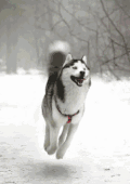狗