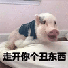 走开 猪 丑东西 搞怪 逗