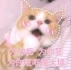 萌宠 喵星人 为你痴狂 为你哐哐撞大墙 搞怪 逗