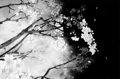 树 黑白 落叶 花瓣