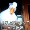 萌宠 鸭子 早点睡吧 别想女人了 淘气 搞怪
