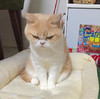 生气 猫咪 低头 可爱