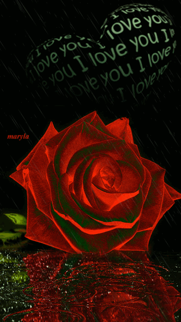 花 爱情 精致 流动 玫瑰