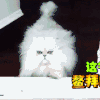 汪星人 狗狗 可爱 萌宠 狗