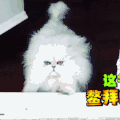 汪星人 狗狗 可爱 萌宠 狗