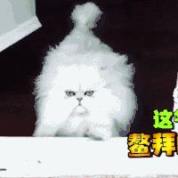 汪星人 狗狗 可爱 萌宠 狗