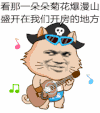 盛开在我们开房的地方 金馆长 猫咪 弹吉他