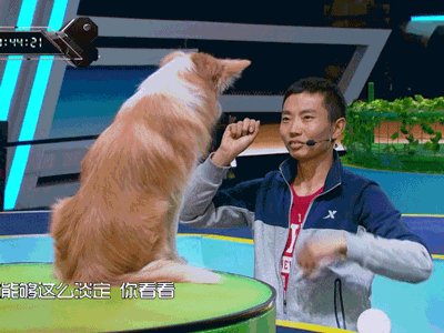 战斗吧萌犬 狗狗 素材 soogif soogif出品