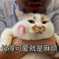 猫咪  可爱  搞笑  唇印  长的可爱就是麻烦