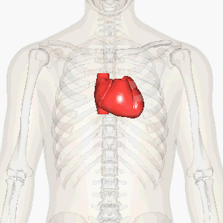 身体 模型 心脏 旋转