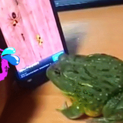 萌宠 青蛙 小动物 怎么回事啊