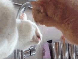 大脸猫 喝水 水龙头 舌头