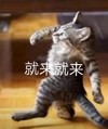 萌宠 喵星人 就来就来 我马上来了 可爱 活泼