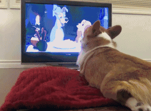 狗狗  看电视  吃面条   表情包   可爱