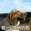 狗 汪星人 萌宠 做一只阳光的狗 soogif soogif出品