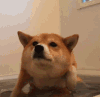 狗狗 游泳 搞笑 可爱