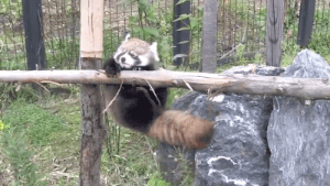 小熊猫 动物 爬树 努力