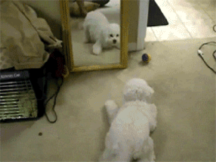 狗狗 照镜子 撒欢 搞笑