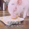 萌宠 猪 暴饮暴食 吃饱了再减肥 憨憨 可爱