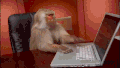 工作 猴子 计算机 笔记本电脑 打字