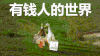 有钱人 无厘头 鸭子 行走 可爱