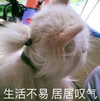 萌宠 猫星人 生活不易 居居叹气 呆萌 可爱