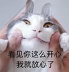 萌宠 喵星人 看见你这么开心我就放心了 笑一个 呆萌 搞怪