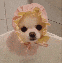 hello 狗狗 洗澡 可爱