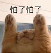 萌宠 猫星人 怕了怕了 别说了 呆萌 可爱