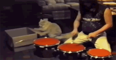 猫咪  架子鼓  纸箱  拍打   快速  搞笑