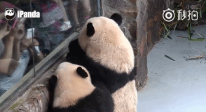看看 哥两好 我们一起啊 偷看 搂抱 亲密 游客 兴奋 大熊猫
